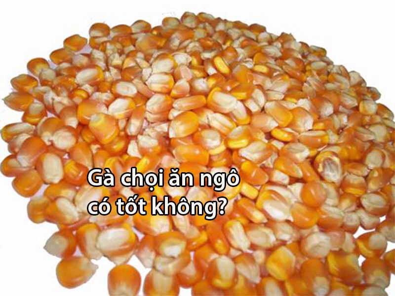 https://lostdistillery.com/im/storage/an-uong/cho-ga-choi-an-ngo-1.jpg