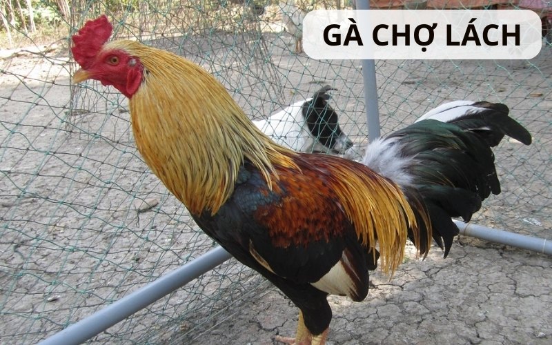 https://lostdistillery.com/im/storage/cac-giong-ga/ga-cho-lach-1.jpg