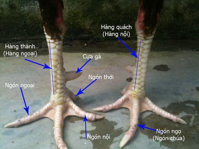 https://lostdistillery.com/im/storage/kinh-nghiem/cach-xem-vay-ga-da-2.jpg