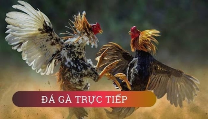https://lostdistillery.com/im/storage/truc-tiep-da-ga/xem-keo-da-ga-truc-tiep-o-dau-1.jpg